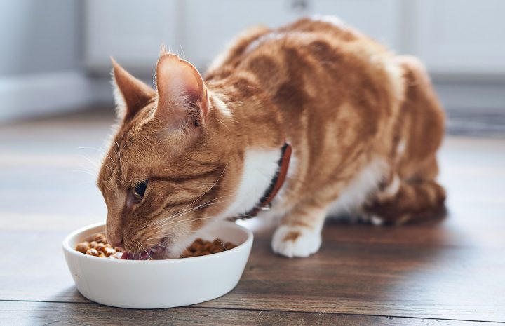 Understanding Cat Nutrition